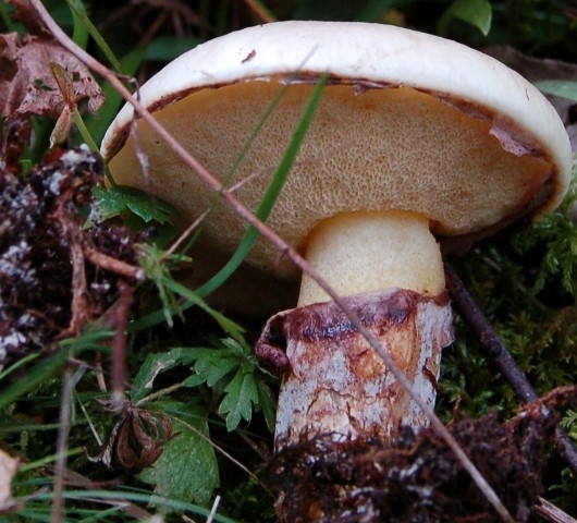 Suillus luteus f. albus